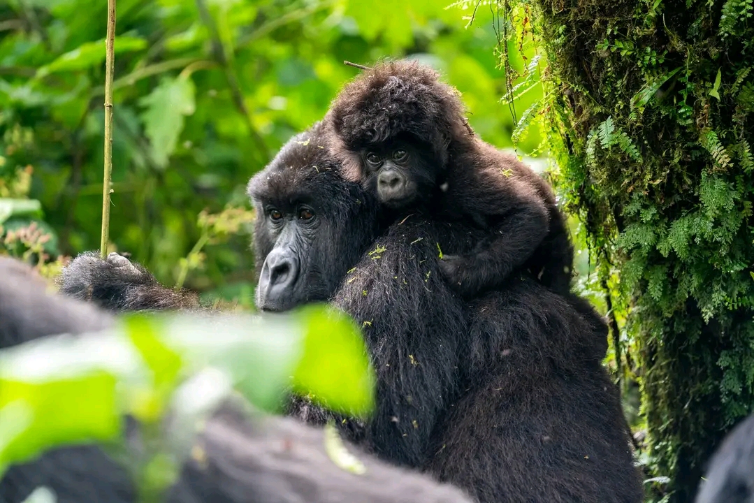 Uganda