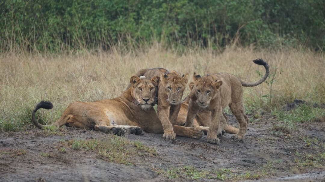 Kidepo Valley National Park