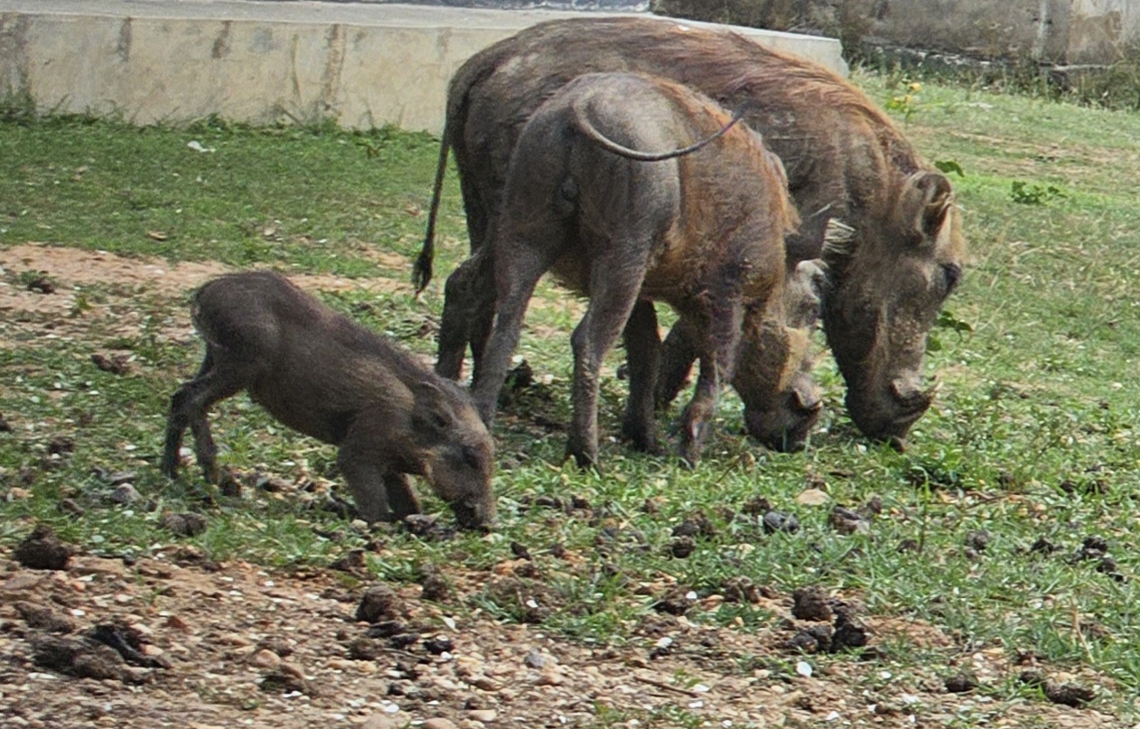 Queen Elizabeth National Park