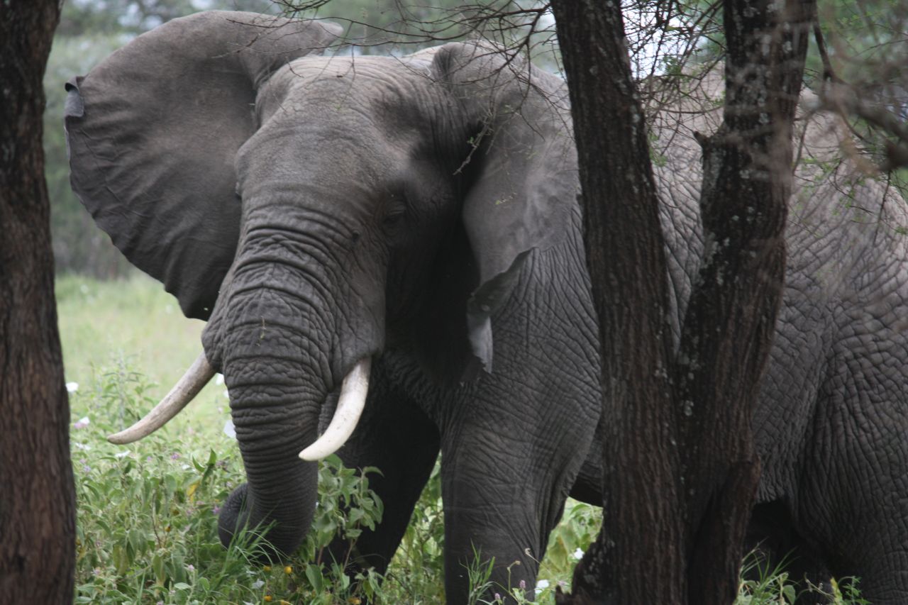 Ngorongoro National Park
