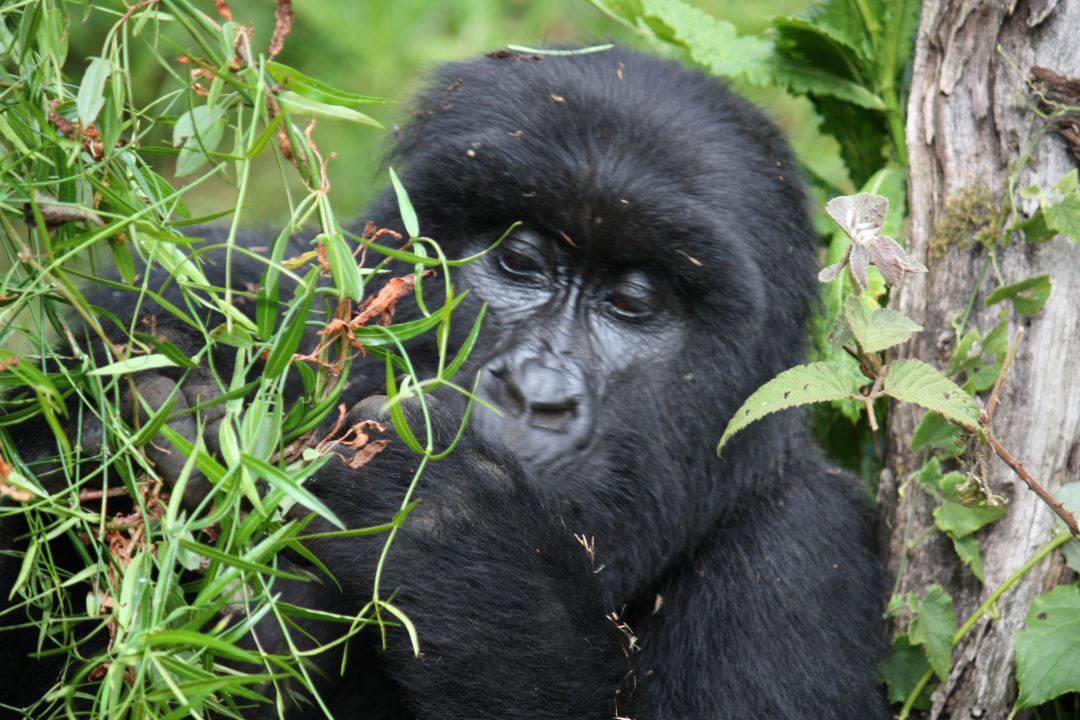 Kibale National Park
