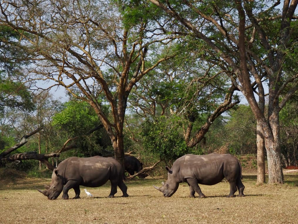 14 DAYS  magic of UGANDA Safari