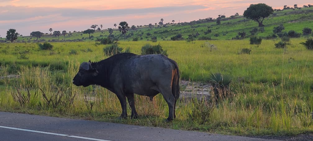 Gishwati-Mukura National Park