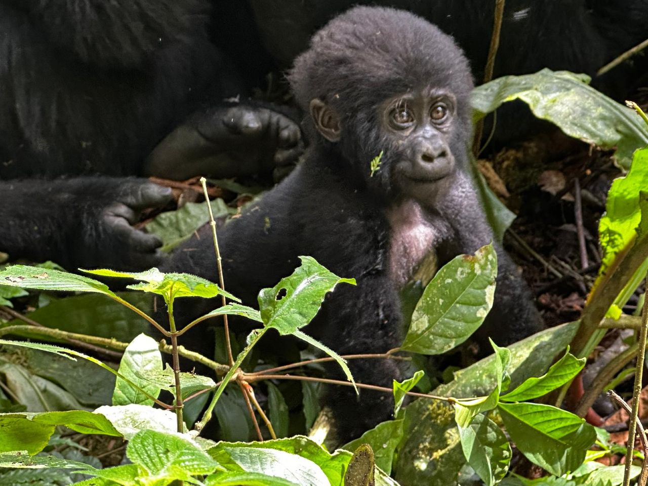 Mountain Gorilla Trekking