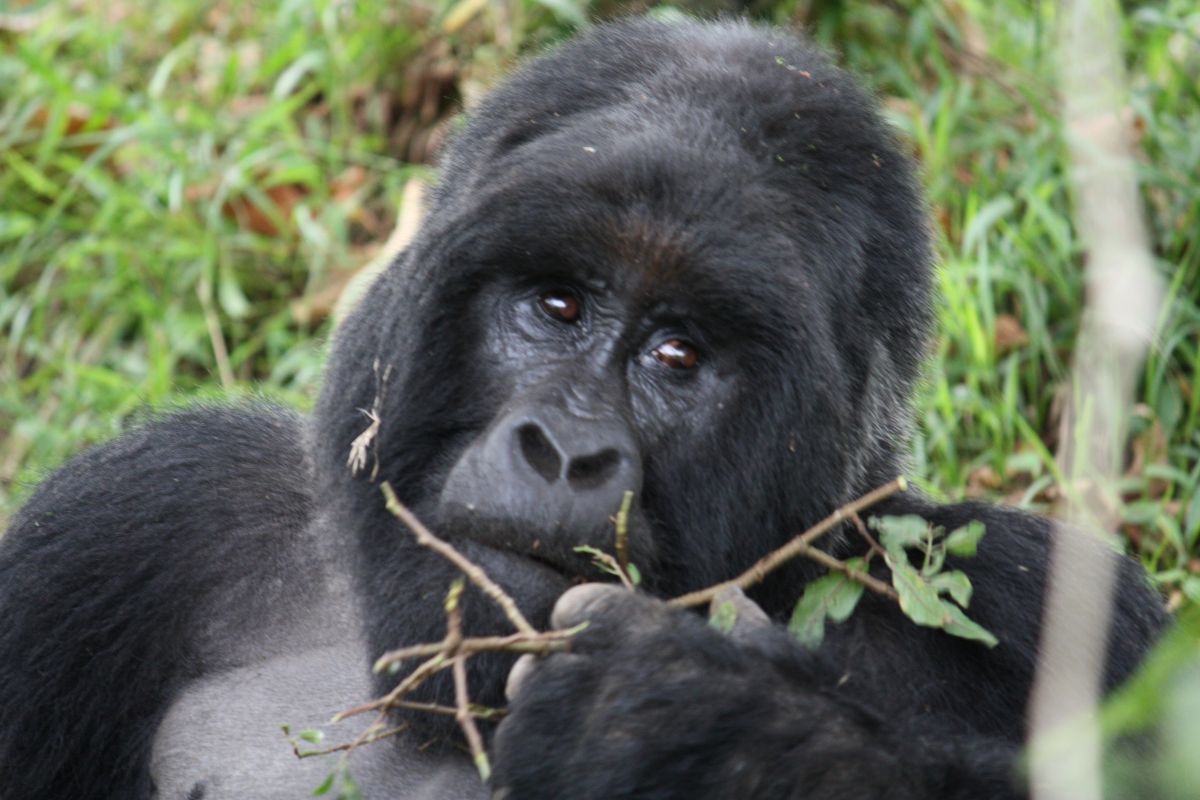 Mountain Gorilla Trekking