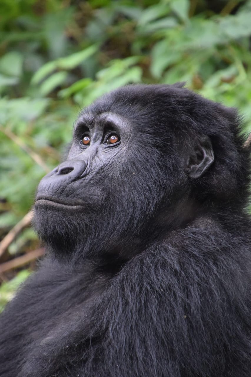 Chimpanzee Habituation Experience
