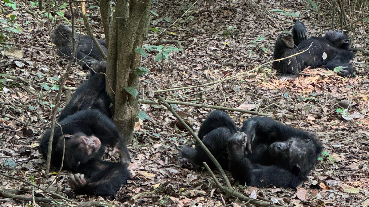 Chimpanzee Trekking in Budongo