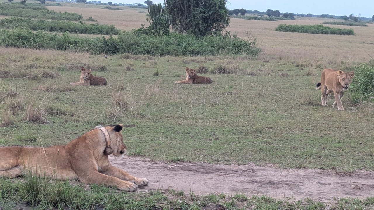 Lion Tracking in Queen Elizabeth National Park