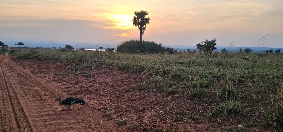 Birding in Queen Elizabeth National Park