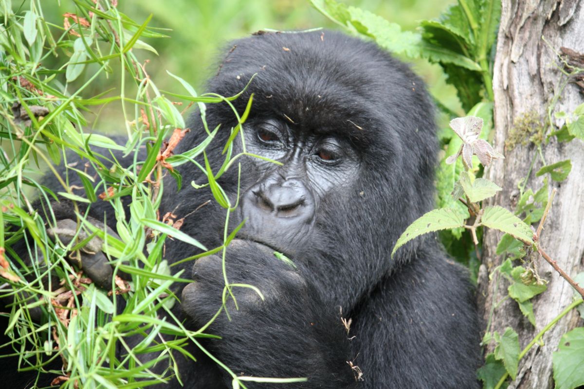 Chimpanzee Trekking at Kibale National Park