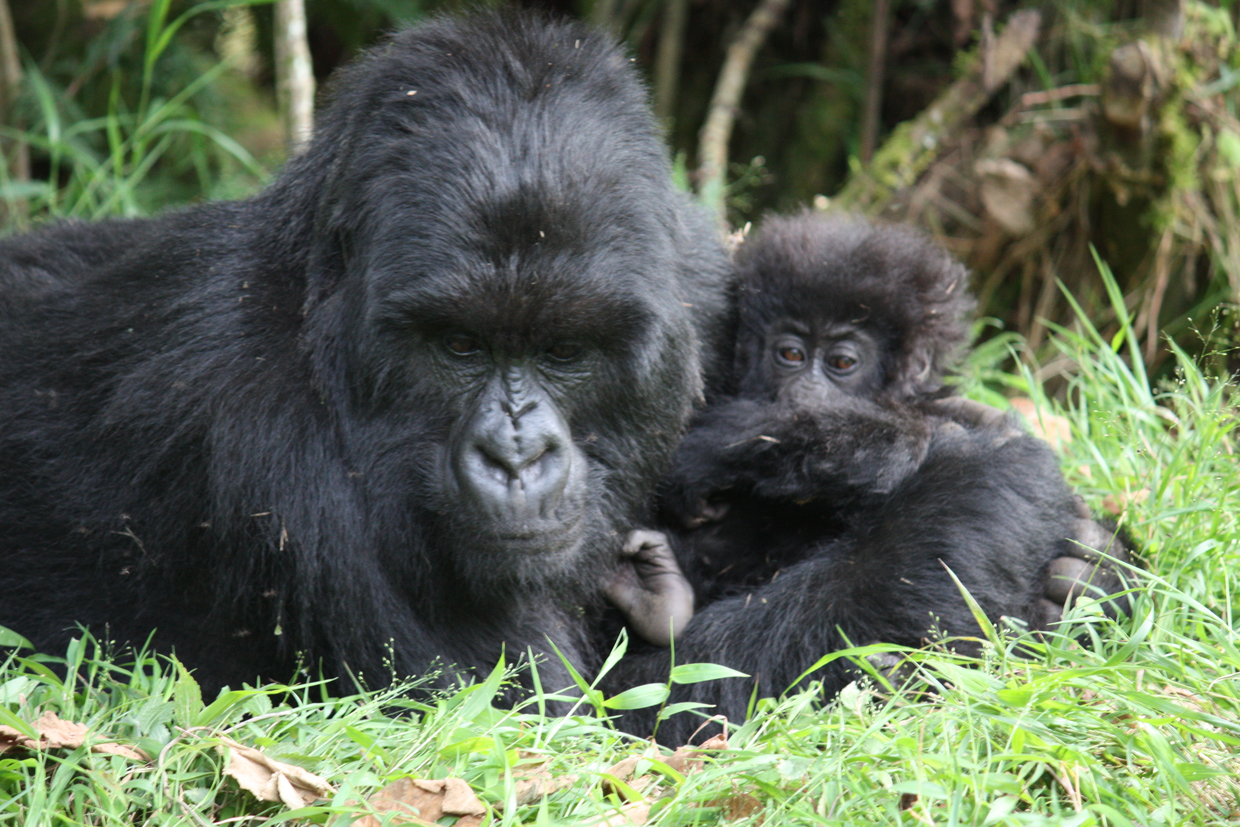 5 Days Gorillas and Chimpanzee Trekking Safari