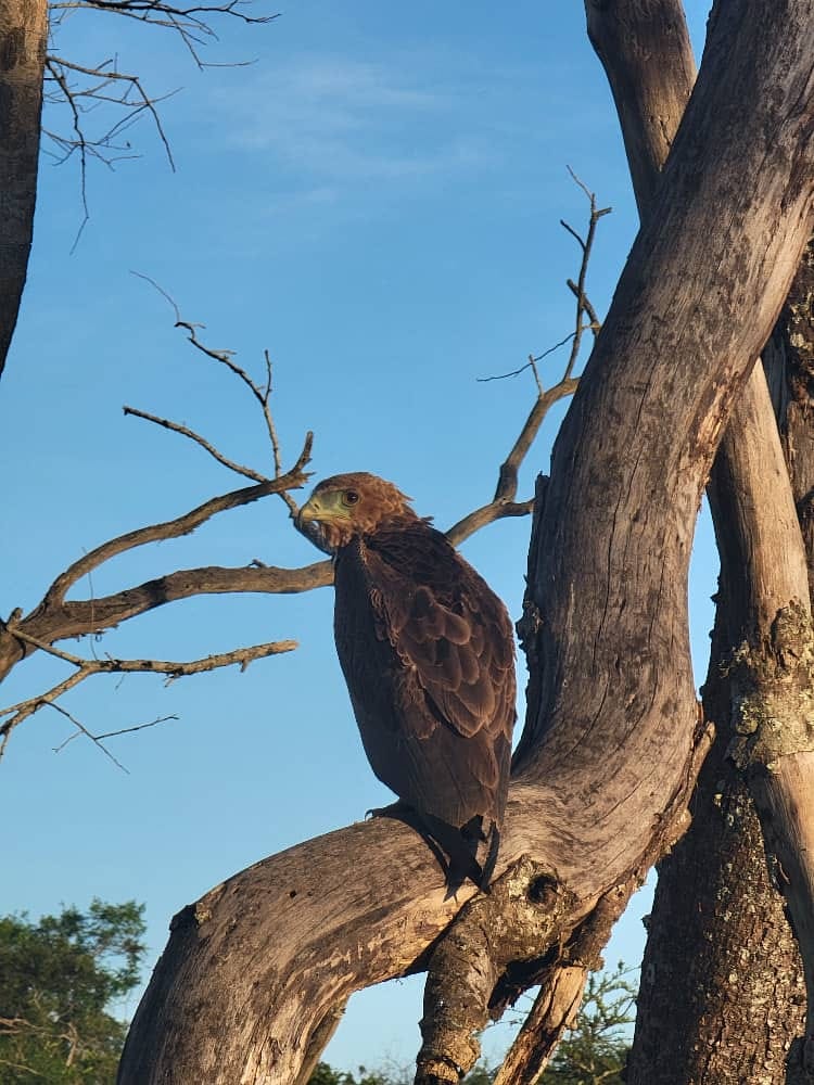 Birding in Lake Mburo National Park
