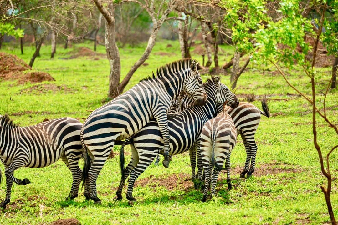 Cycling in Lake Mburo National Park