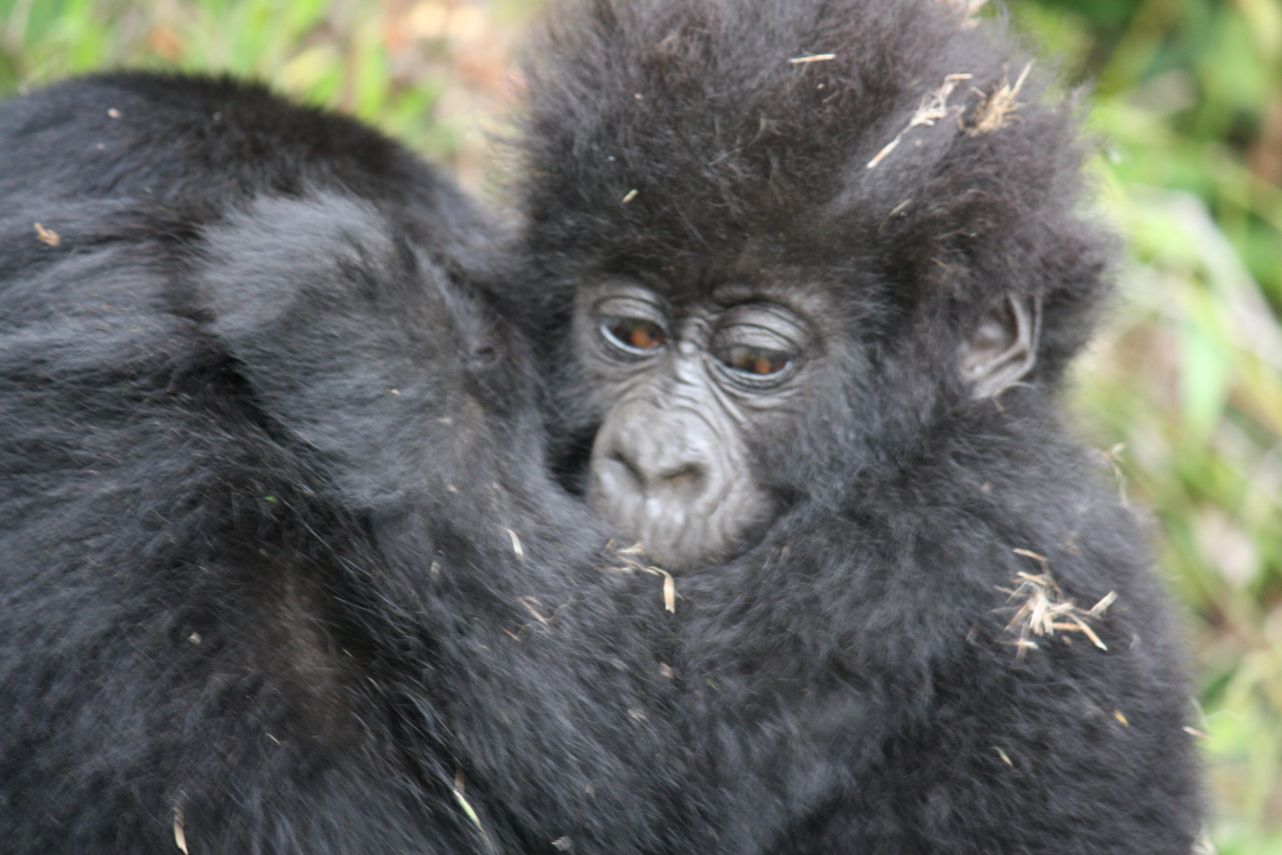 Gorilla Habituation
