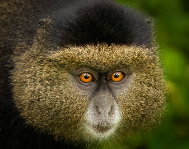 Golden Monkey Trekking
