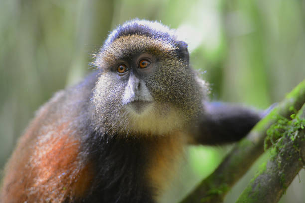 Golden Monkey Habituation
