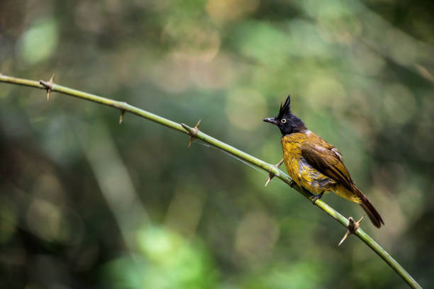 Birding in Bwindi
