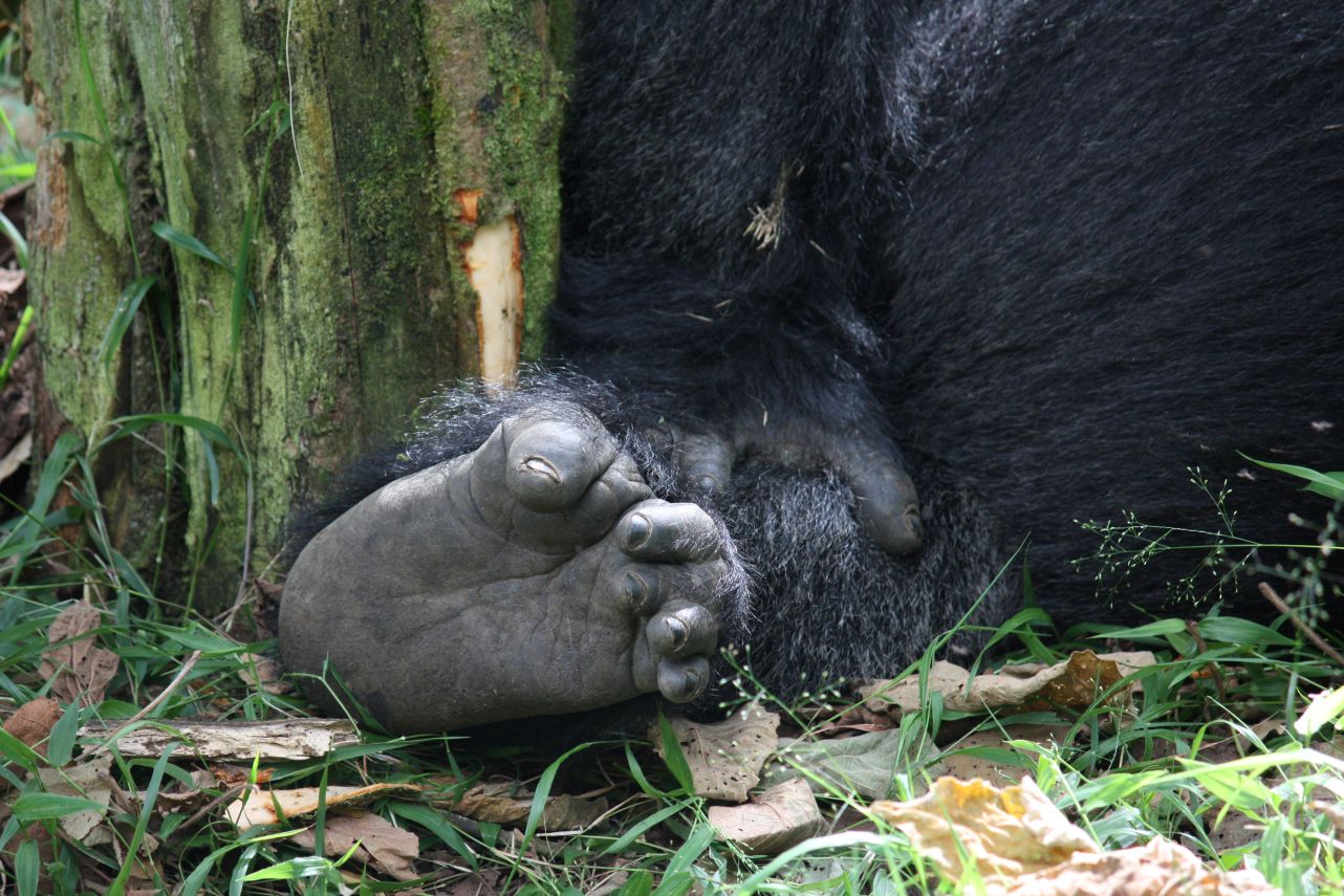 GORILLA TREKKING IN BWINDI IMPENETRABLE