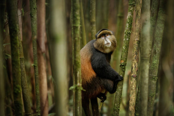 CHIMP TREKKING AND TRANSFER TO QUEEN ELIZABETH